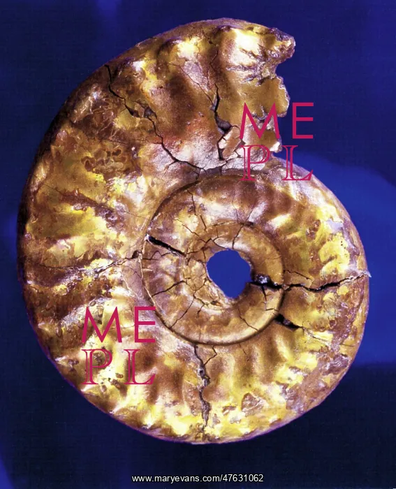 : Hecticoceras Perlatum : Hecticoceras Perlatum