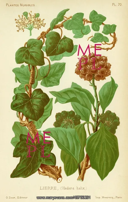  : Hedera Helix Ivy