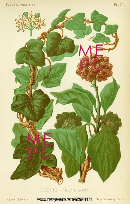  : Hedera Helix Ivy