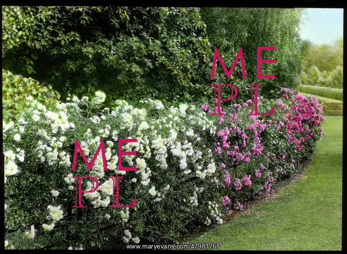  : Hedge of roses