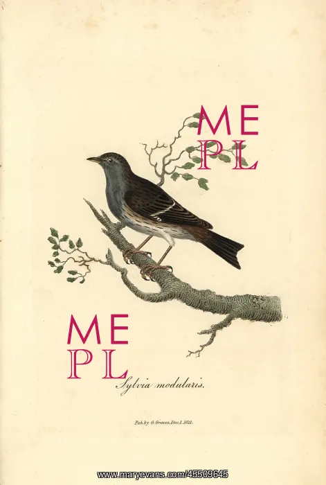 : Hedge warbler or dunnock, Prunella modularis : Hedge warbler or dunnock, Prunella modularis