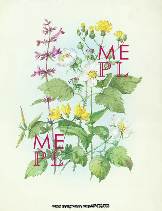  : Hedge woundwort, dewberry, etc