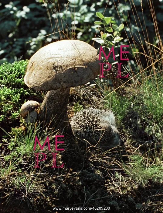 : Hedgehog, 1968 : Hedgehog, 1968