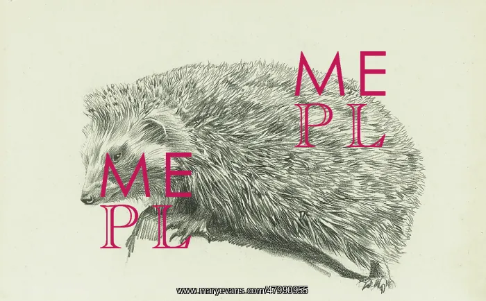  : A hedgehog