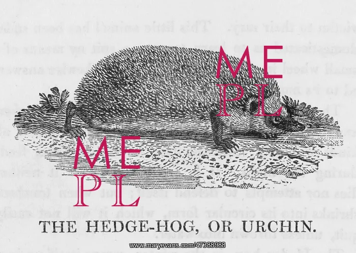 : HEDGEHOG (BEWICK) : HEDGEHOG (BEWICK)