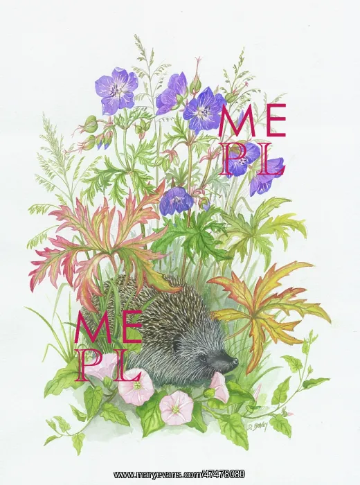  : Hedgehog with Bindweed and Meadow Cranesbill