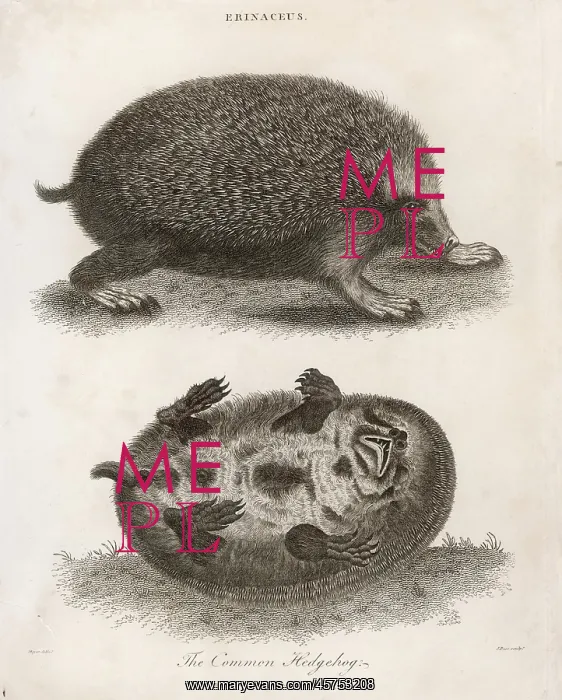  : HEDGEHOG  /  COMMON 1803