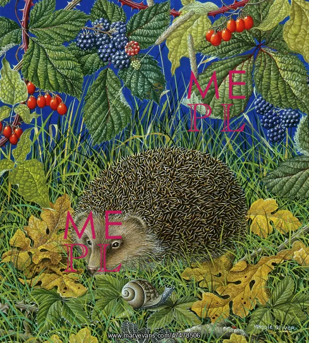 : Hedgehog in Grass with Snail : Hedgehog in Grass with Snail