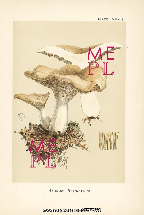: Hedgehog mushroom, Hydnum repandum : Hedgehog mushroom, Hydnum repandum