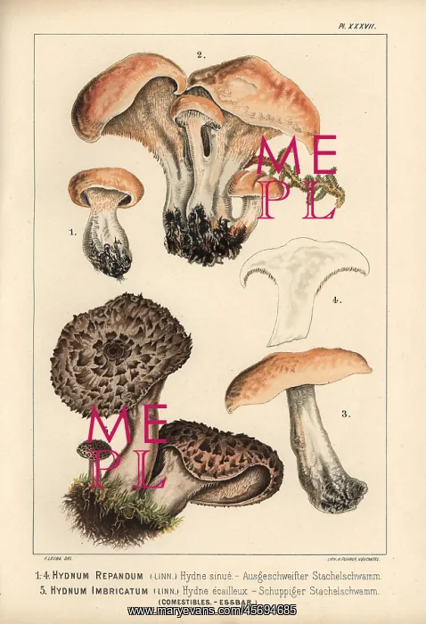 : Hedgehog mushroom, Hydnum repandum, and scaly : Hedgehog mushroom, Hydnum repandum, and scaly