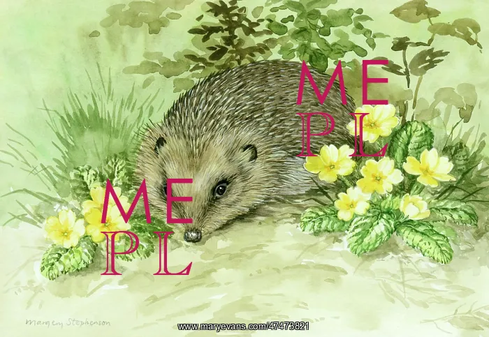 : Hedgehog and Primroses : Hedgehog and Primroses