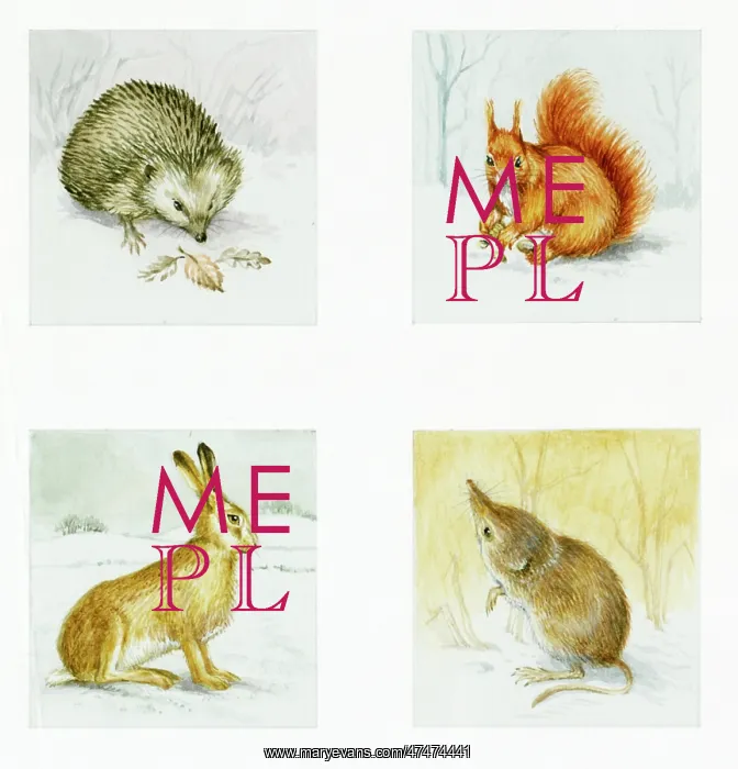 : Hedgehog, squirrel, hare and shrew : Hedgehog, squirrel, hare and shrew