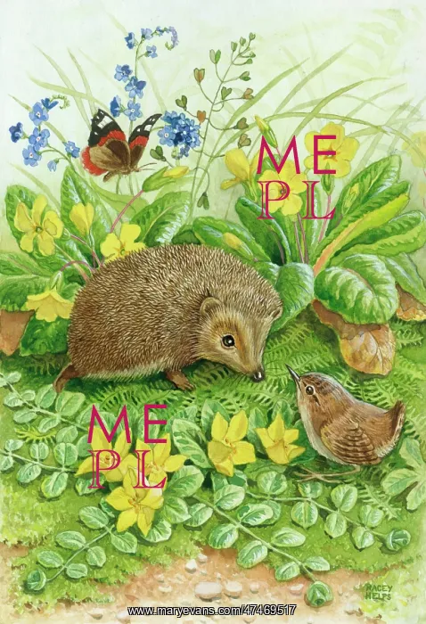 : Hedgehog and wren with creeping jenny : Hedgehog and wren with creeping jenny
