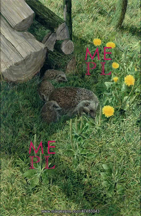 : Hedgehogs - adult and three young by some logs on grass with dandelions : Hedgehogs - adult and three young by some logs on grass with dandelions