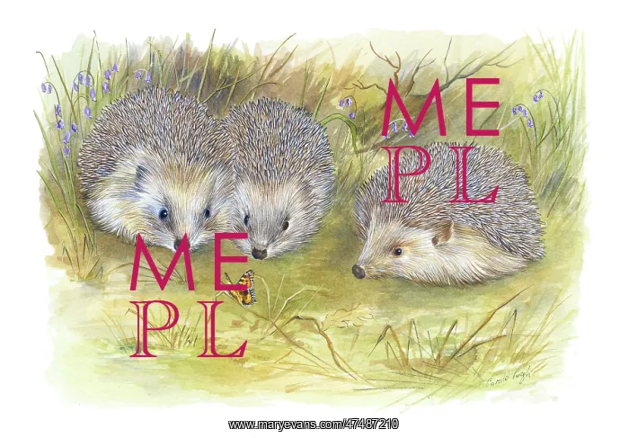 : Three hedgehogs with bluebells and a butterfly