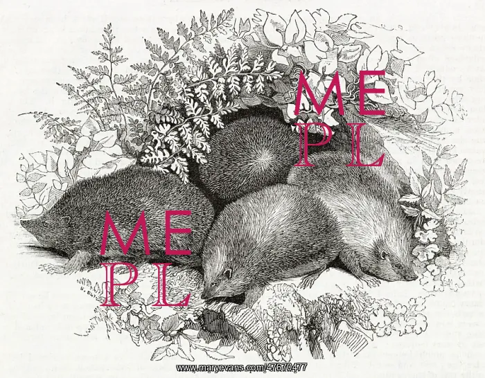 : Hedgehogs (Erinaceus europaeus) in the spring : Hedgehogs (Erinaceus europaeus) in the spring