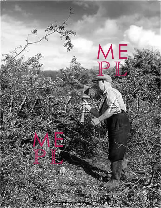 : HEDGER AT WORK : HEDGER AT WORK