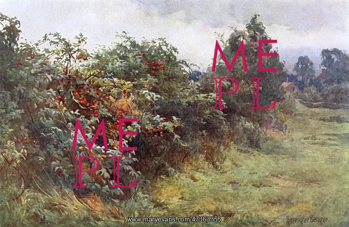  : HEDGEROW WITH BERRIES
