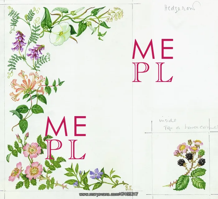 : Hedgerow - bindweed, tufted vetch, dog rose : Hedgerow - bindweed, tufted vetch, dog rose