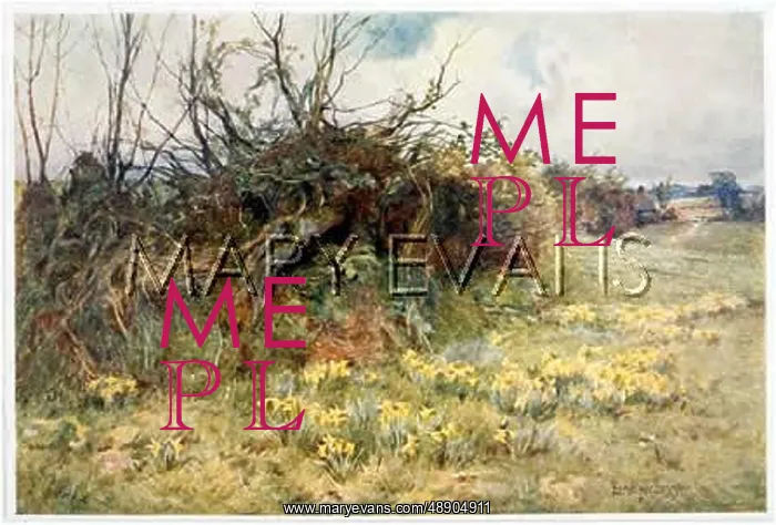  : HEDGEROW WITH DAFFODILS