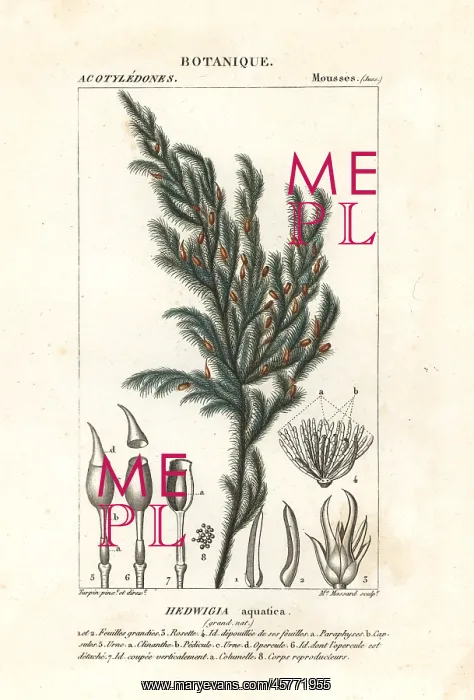 : Hedwigia aquatica moss : Hedwigia aquatica moss