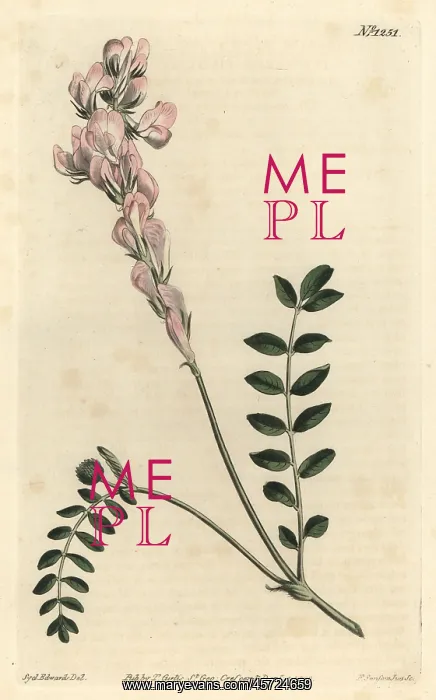 : Hedysarum spinosissimum subsp. capitatum : Hedysarum spinosissimum subsp. capitatum