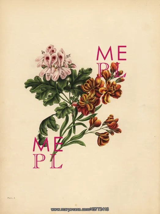 : The Helen Geranium, Preference; The Garden : The Helen Geranium, Preference; The Garden