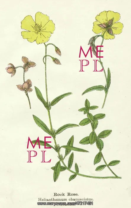 : HELIANTHEMUM CHAMAECIST