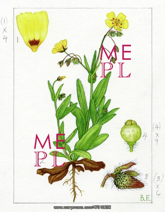 : Helianthemum guttatum - rock-rose : Helianthemum guttatum - rock-rose