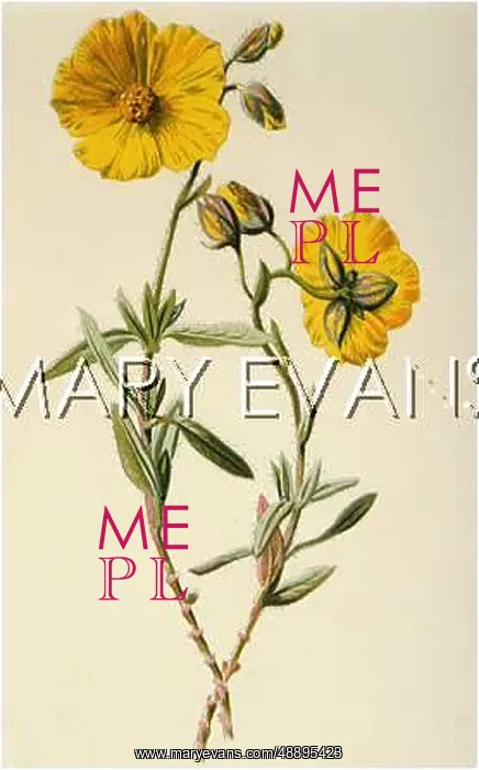  : HELIANTHEMUM VULGARE