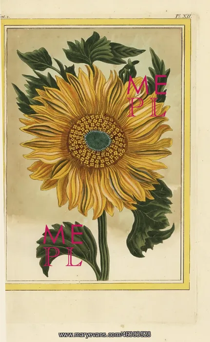 : Helianthus annuus, common sunflower : Helianthus annuus, common sunflower