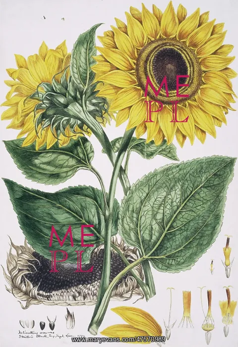 : Helianthus annuus, sunflower : Helianthus annuus, sunflower