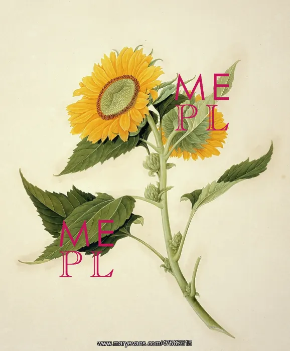 : Helianthus annuus, sunflower : Helianthus annuus, sunflower