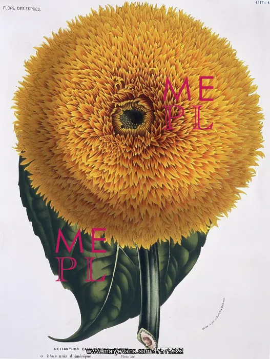 : Helianthus californicus, sunflower : Helianthus californicus, sunflower