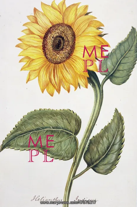 : Helianthus indicu, sunflower : Helianthus indicu, sunflower