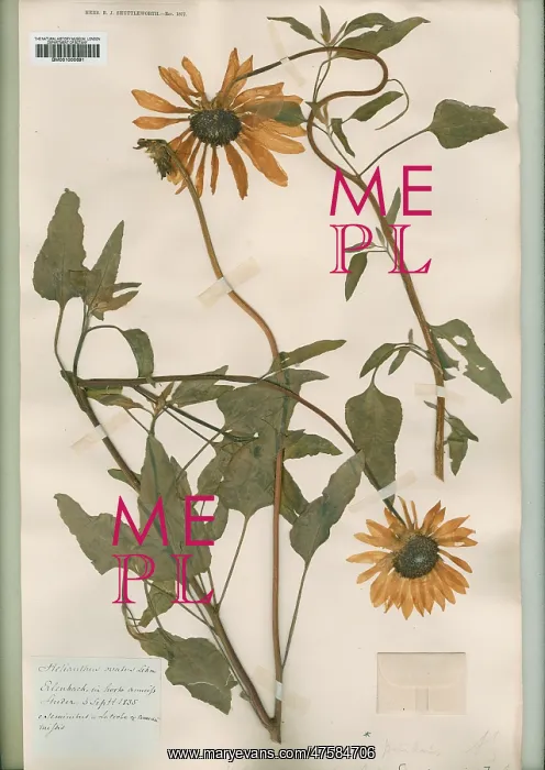 : Helianthus ovatus lehm : Helianthus ovatus lehm