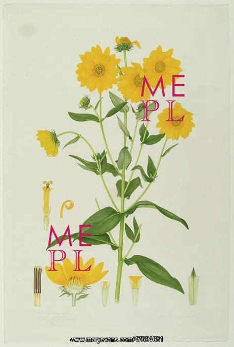 : Helianthus tomentosus, Jerusalem artichoke : Helianthus tomentosus, Jerusalem artichoke