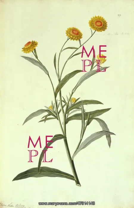: Helichrisum brachteatum, strawflower : Helichrisum brachteatum, strawflower