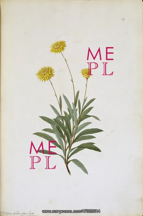  : Helichrysum bracteatum, strawflower