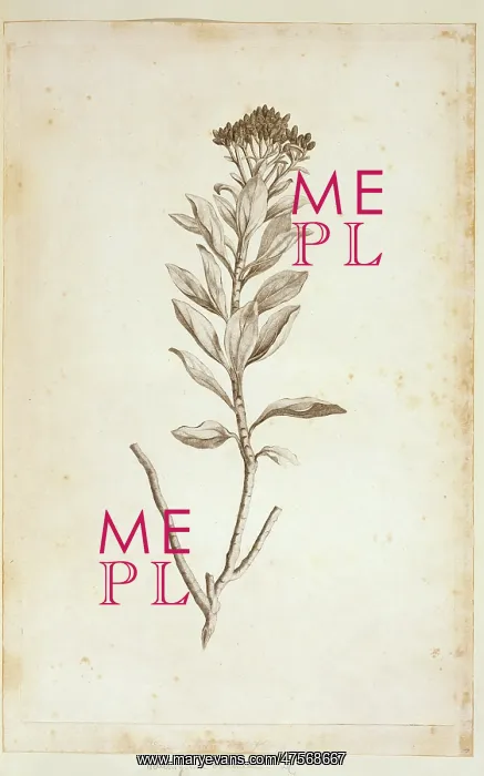 : Helichrysum obconicum : Helichrysum obconicum