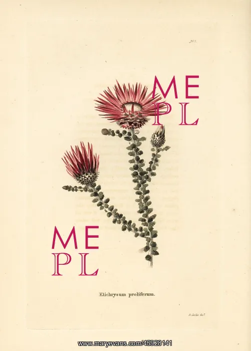 : Helichrysum proliferum : Helichrysum proliferum