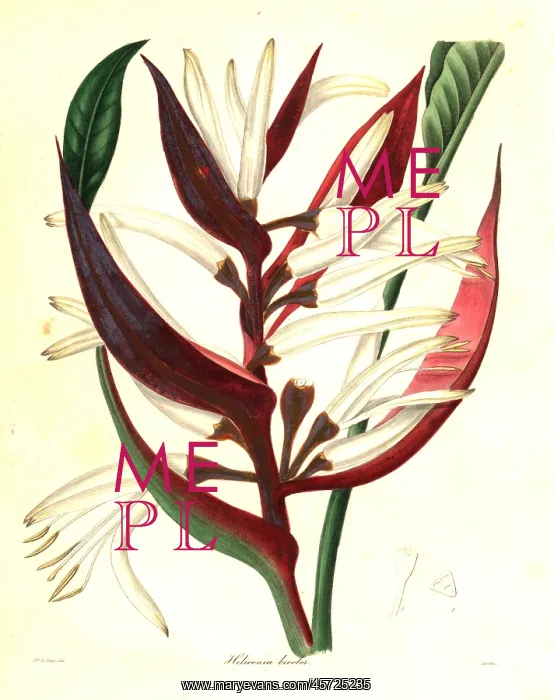  : Heliconia angusta