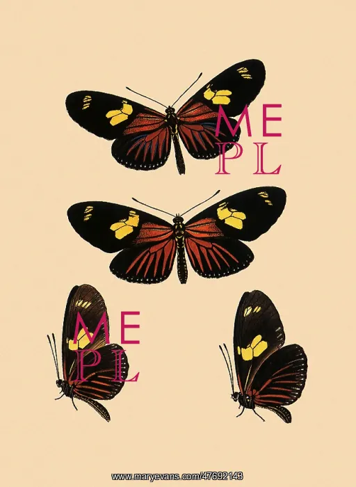  : Heliconius Erato