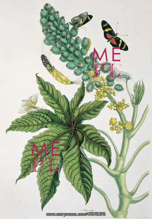  : Heliconius ricini