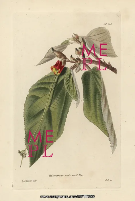 : Helicteres ovata : Helicteres ovata