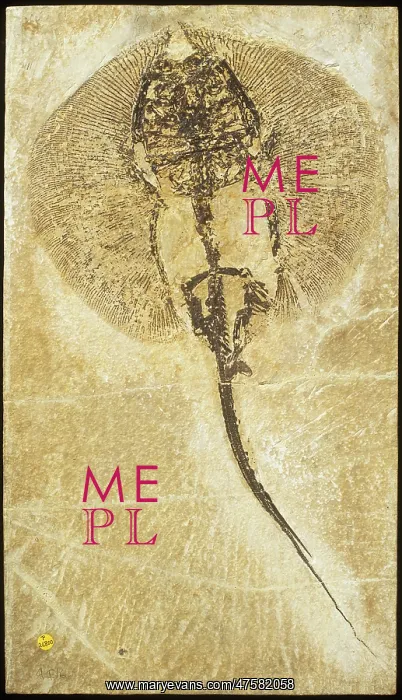 : Heliobatis radians, fossil stingray : Heliobatis radians, fossil stingray