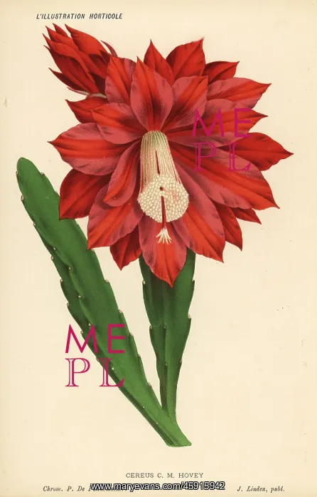 : Heliocereus speciosus : Heliocereus speciosus