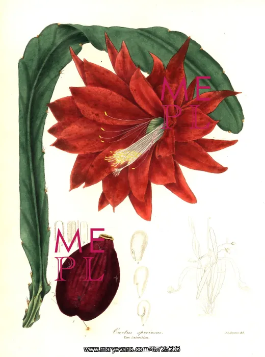 : Heliocereus speciosus and seed : Heliocereus speciosus and seed