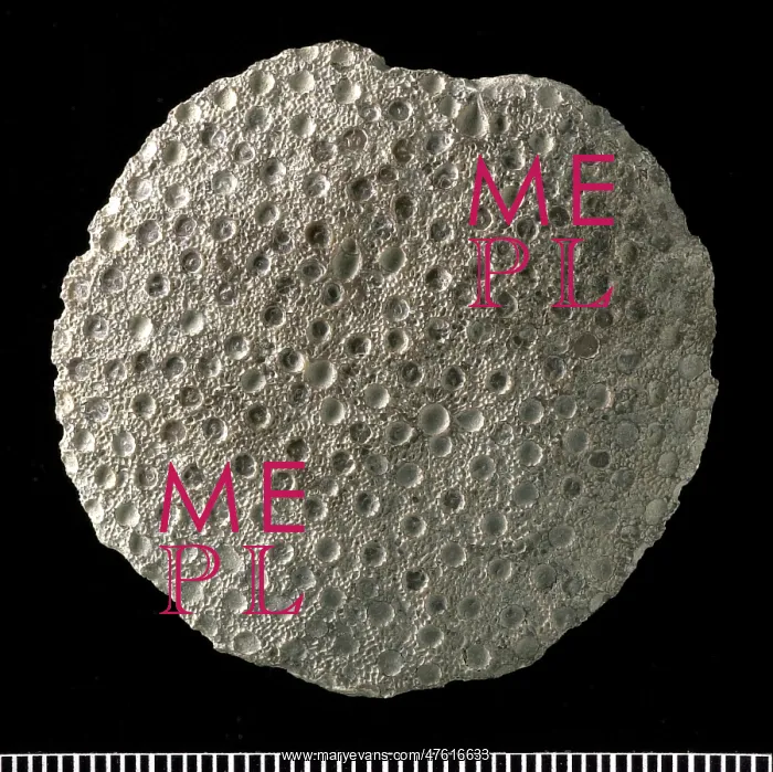 : Heliolites, coral : Heliolites, coral