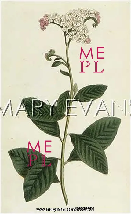 : HELIOTROPIUM ARBORESCENS : HELIOTROPIUM ARBORESCENS